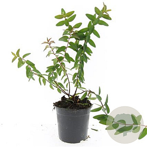 Hypericum 'Hidcote' GM C1.3