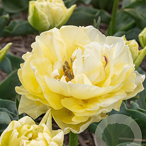 Tulipa Avant Garde 11-12 cm verpakt per 100