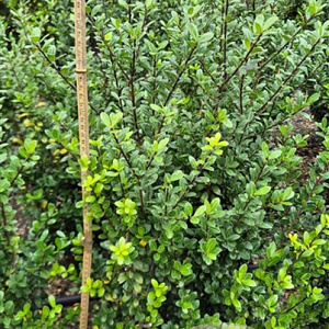 Ilex crenata 'Caroline Upright' 60-80 cm met kluit