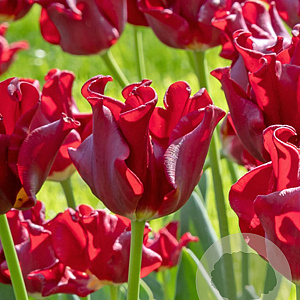 Tulipa Red Dress 11-12 cm verpakt per 100