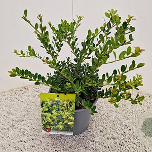 Ilex crenata 'Green Hedge' 30-40 cm 2,5L