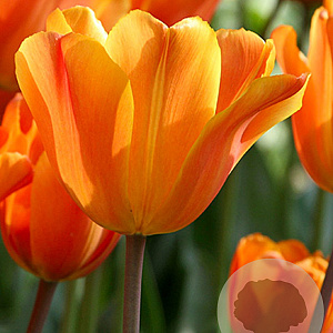 Tulipa Jimmy 11-12 cm verpakt per 100