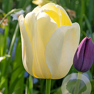 Tulipa Ivory Floradale 11-12 cm verpakt per 100