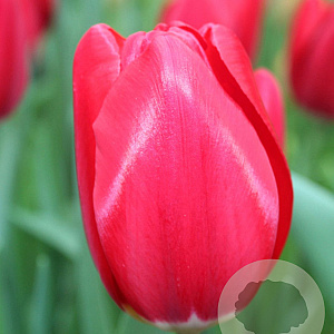 Tulipa Yosemite 11-12 cm verpakt per 100