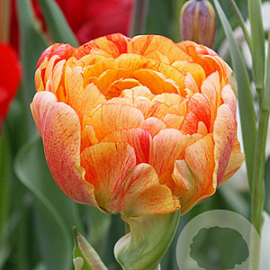 Tulipa Gudoshnik Double 11-12 cm verpakt per 100