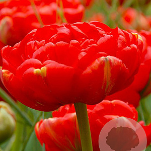 Tulipa Miranda 11-12 cm verpakt per 100
