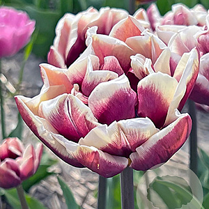 Tulipa Wyndham 11-12 cm verpakt per 100