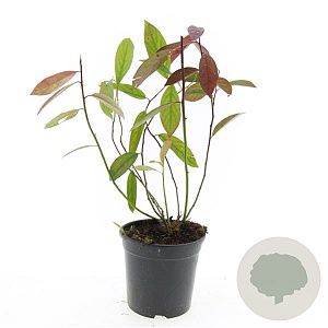 Itea virginica 'Henry's Garnet' GM C1.3