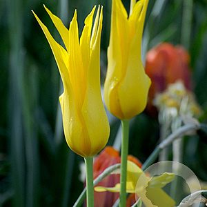 Tulipa Flashback 11-12 cm verpakt per 100