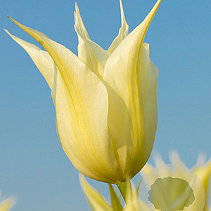 Tulipa Johan Cruyff 11-12 cm verpakt per 100