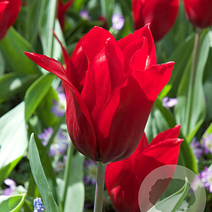 Tulipa Pretty Woman 11-12 cm verpakt per 100