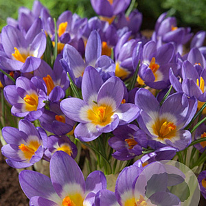 Crocus sieberi Tricolor verpakt per 100