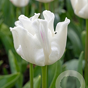 Tulipa White Liberstar verpakt per 100