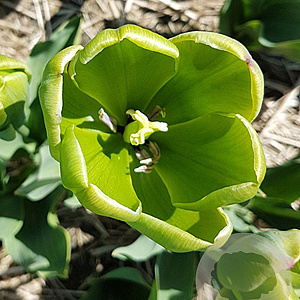 Tulipa Green Power verpakt per 100