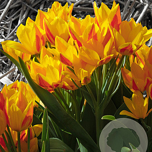 Tulipa Heweri verpakt per 100