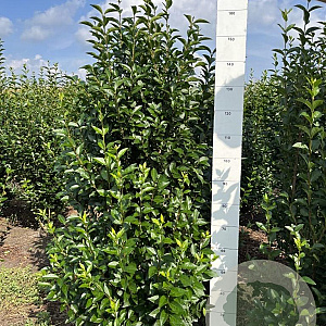Ligustrum ovalifolium 140-160 cm met kluit