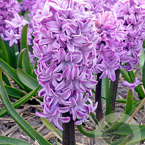 Hyacinthen Purple Voice verpakt per 50