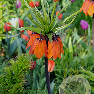 Fritillaria imp. Aurora 24 CM verpakt per 10