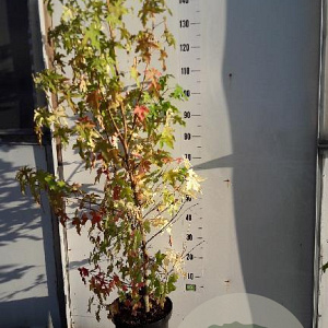Liquidambar styraciflua 125-150 cm 7,5L Gestokt