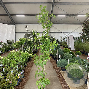 Liquidambar styraciflua 175-200 cm 10L met stok geveerd