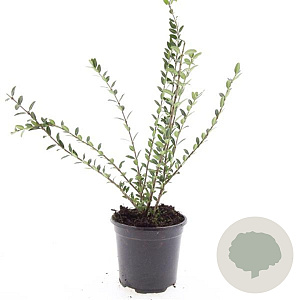 Lonicera pileata GM C1.3