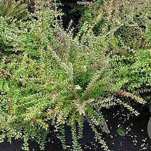 Lonicera nit. 'Ernest Wilson' GM 1.5