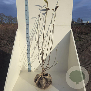 Magnolia soulangeana 100-125 cm met kluit meerstammig