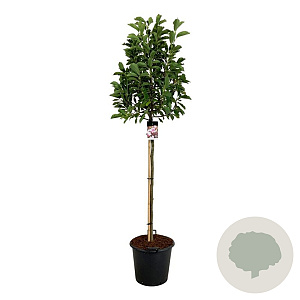 Magnolia soulangeana 120 cm stam cont. 55L extra