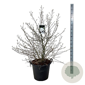 Magnolia stellata 100-125 cm cont. 55L extra