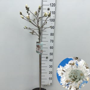 Magnolia stellata 60 cm stam 7,5L