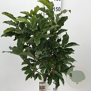 Magnolia 'Susan' 90 cm stam 7,5L