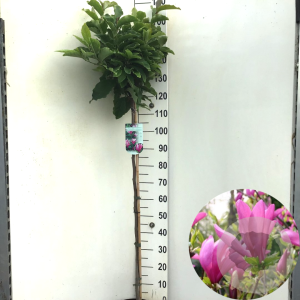 Magnolia 'Susan' 120 cm stam 10L