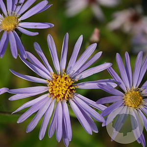 Aster macrophyllus 'Twilight' GM P9