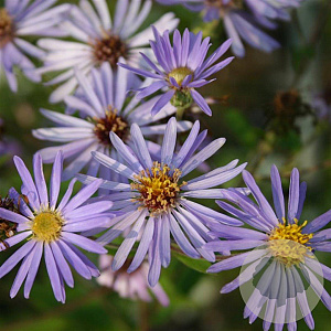 Aster macrophyllus 'Twilight' GM P9