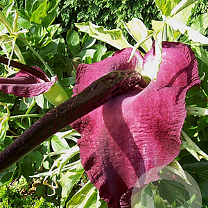 Dracunculus vulgaris 15-20 cm verpakt per 25