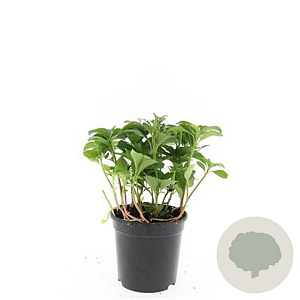 Pachysandra terminalis GM C1.3