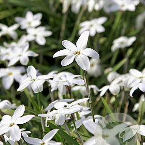 Ipheion unifl. 'Alberto Castillo' 5 cm verpakt per 100
