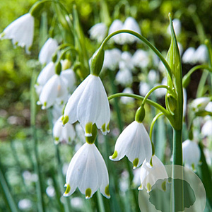 Leucojum aestivum 10-12 mm verpakt per 100