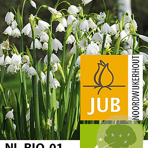 Leucojum aestivum 'Gravetye Giant' 12-14 cm verpakt per 10