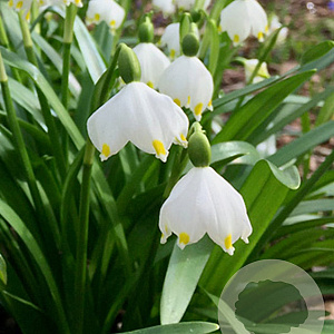 Leucojum vernum GM verpakt per 100