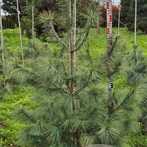 Pinus strobus 150-175 cm draadkluit
