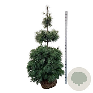 Pinus strobus 175-200 cm draadkluit extra