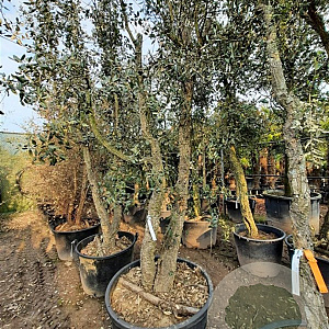 Quercus suber 350-400 cm cont. 230L meerstammig
