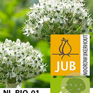 Allium nigrum 12 cm verpakt per 100