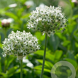 Allium nigrum 12 cm verpakt per 100