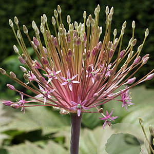 Allium schubertii 12-14 cm verpakt per 25