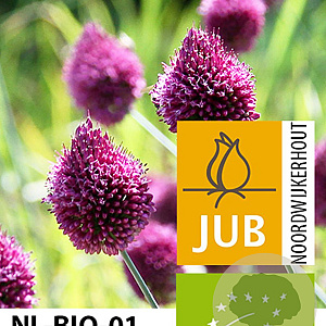 Allium sphaerocephalon verpakt per 100