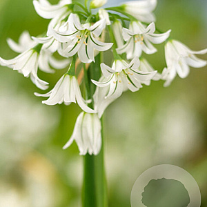 Allium triquetrum 5 cm verpakt per 100