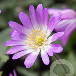 Anemone blanda 'Charmer' 5 cm verpakt per 100