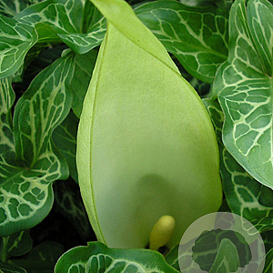 Arum maculatum GM verpakt per 25